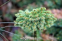 wbgarden dwarf conifers 41